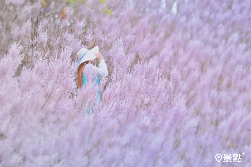滿版粉紫麝香木花海最新秘境！櫻花風鈴木粉紅山丘
