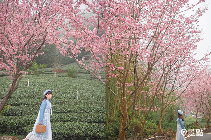 中興製茶廠內的椿寒櫻、昭和櫻迎來花季，夢幻的粉色花海隨手都能拍出夢幻美照！(圖／doreen_share，以下同）