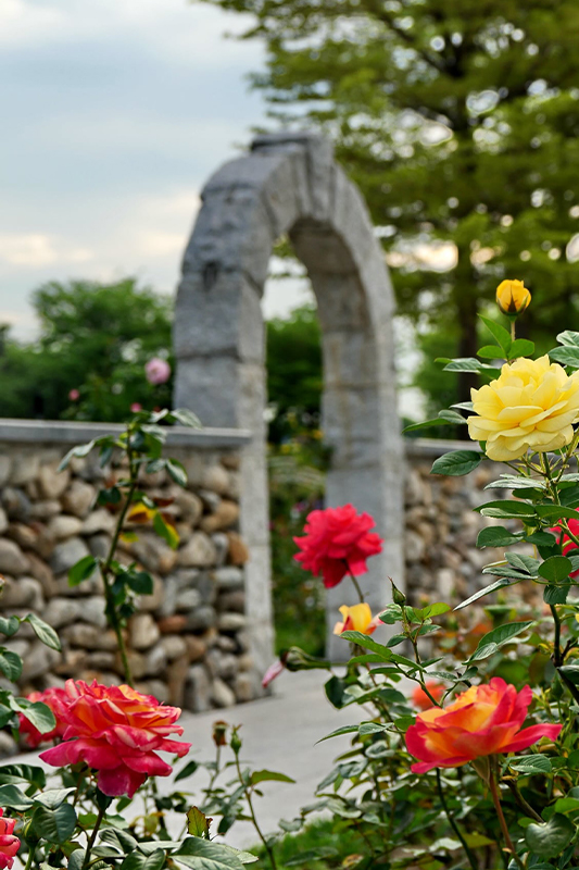 玫瑰與古典歐式石牆，充滿異國風情。(攝影／Daidai Chang)。