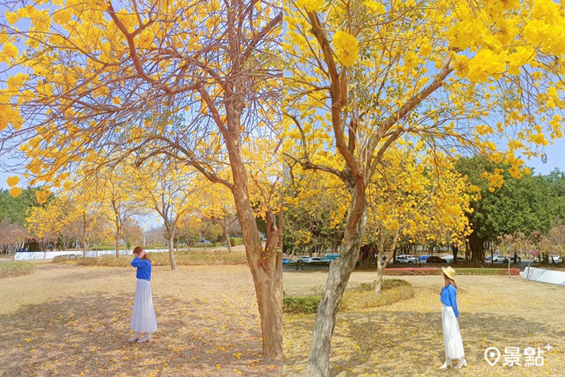 黃花風鈴木花海公園+1！城市黃金花景免費搶拍