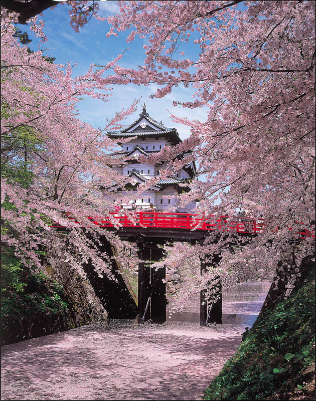 世邦旅遊以長榮直飛青森的包機，免拉車即可欣賞到東北賞櫻名所，圖為弘前城櫻花美景