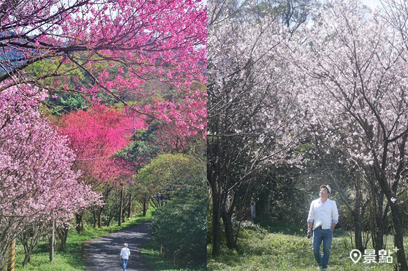 北星真武寶殿寺廟後方有兩條花大道，粉白相間的吉野櫻林正值最佳觀賞期。(圖／chih07090616，以下同）