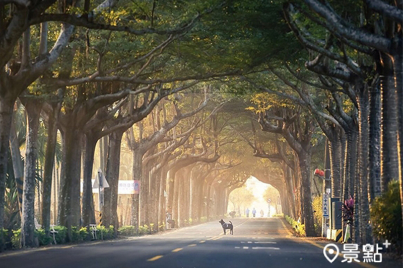 泗林綠色隧道。(圖／lilylin.photo)