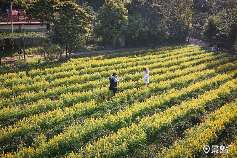 來到大北坑一定要品嚐一下在地的東方美人茶（膨風茶）！