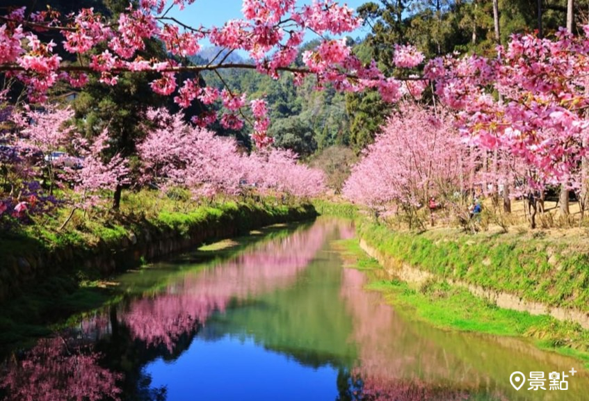 衫林溪櫻花季美景完全不輸日本賞櫻。（圖 / 衫林溪森林遊樂園區，以下同）