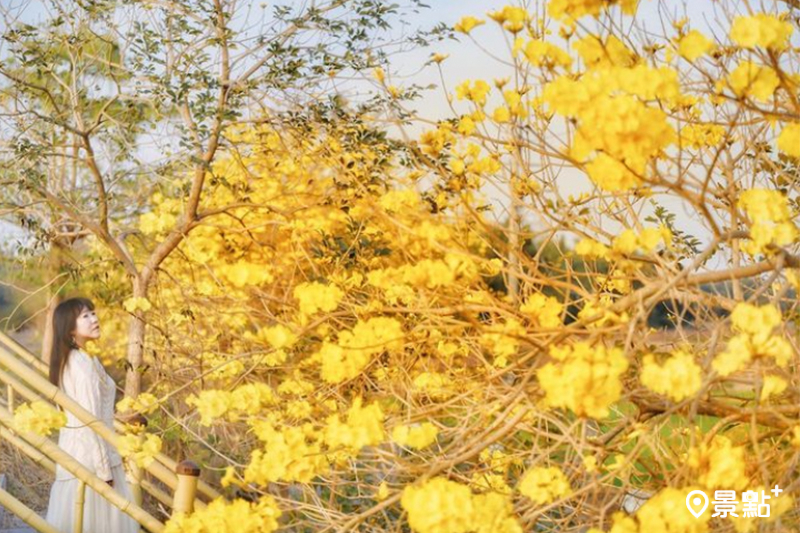 早知堤防的黃花風鈴木正滿開，超療癒的花廊美景花迷必訪！(圖／chien_lan）