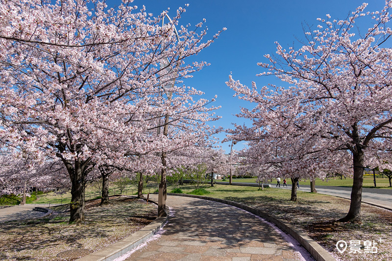 東京都 小松川千本櫻