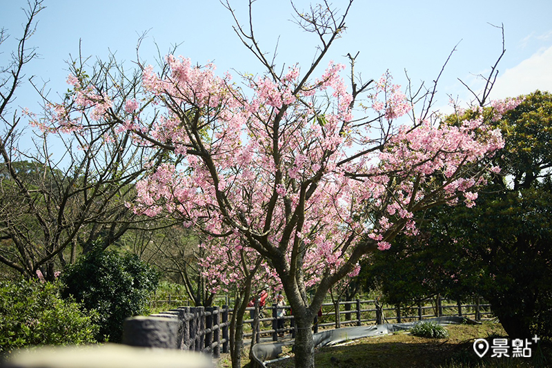 三生步道吉野櫻櫻色粉嫩、花團錦簇。