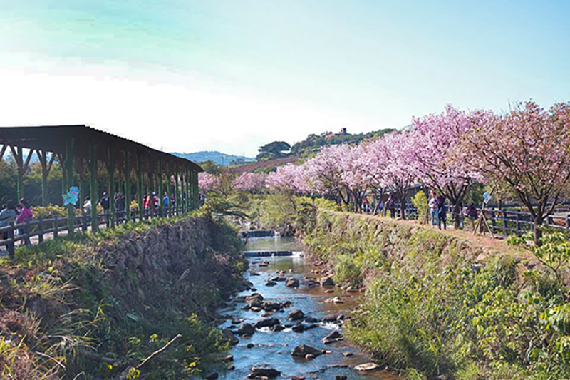 三芝櫻花季。 (圖／新北市三芝區公所)