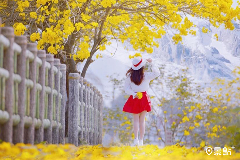 滿開的黃花風鈴木，隨手按下快門都能拍出明信片般美景。（圖／yuxin_ling）