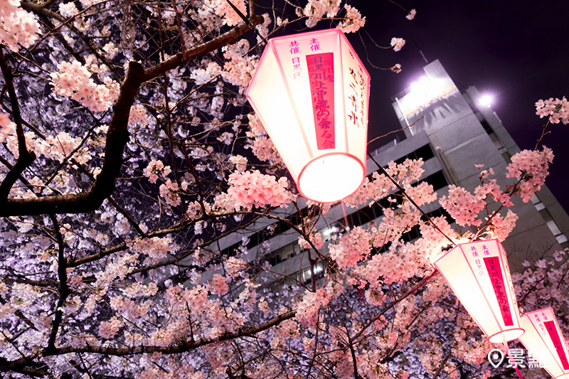 目黑川是東京高人氣的賞櫻景點，每年吸引成千上萬人潮前來朝聖。（圖／TCVB）