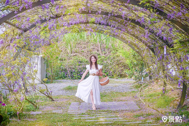 夢幻紫色拱形花海隧道！瑞里紫藤花季34處賞花點一次看