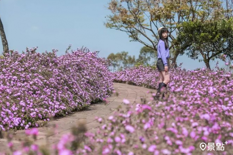 后里環保公園內的紫花馬櫻丹浪漫盛放，在公園內形成一道夢幻紫色花海步道。(圖／aday0530，以下同）