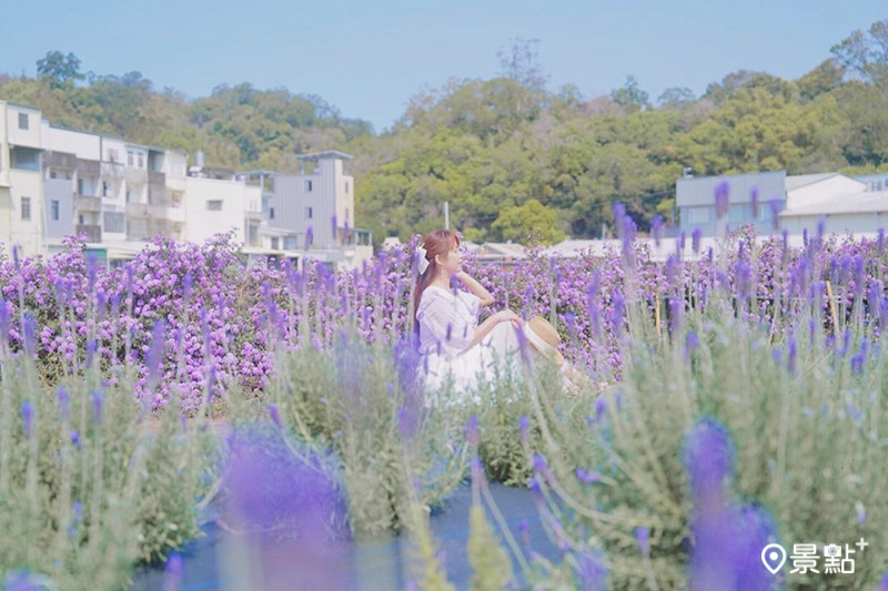邊坡上的馬纓丹盛開，同框薰衣草花田美拍紫色系美照。