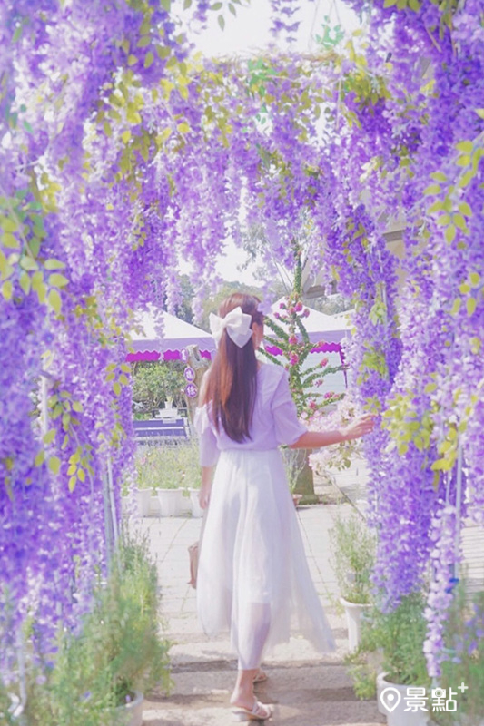  紫藤花海門造景拍起來相當夢幻。