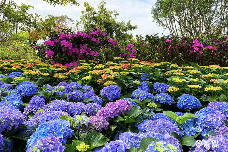 大安森林公園內，除了杜鵑，繡球花也是大家賞花重點之一。