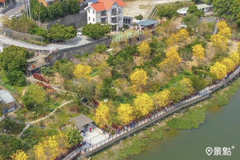 峨眉環湖步道黃金風鈴木盛開，是新竹熱門的賞花景點。 (圖／as2524164)