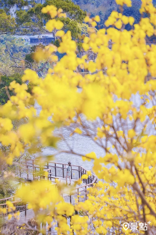 漫步在峨眉環湖步道，看黃金風鈴木的湖光山色好愜意。 (圖／linedwige，下同)