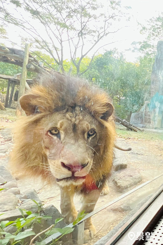 在壽山動物園可以和非洲獅近距離接觸。