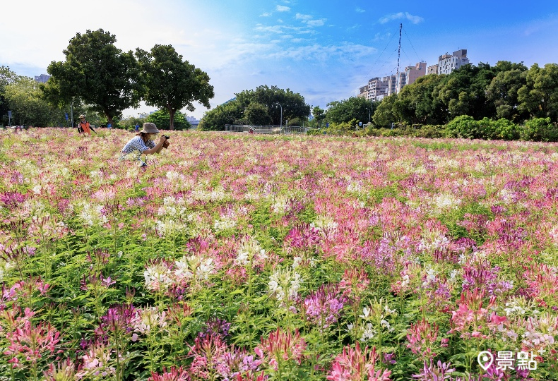 超過3萬株醉蝶花海登場，花期持續到5月中。（圖 / 台北市政府，以下同）