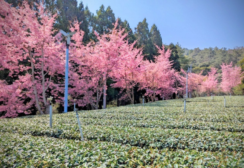 美麗的茶園路旁也盛開一整排粉紅櫻花海。