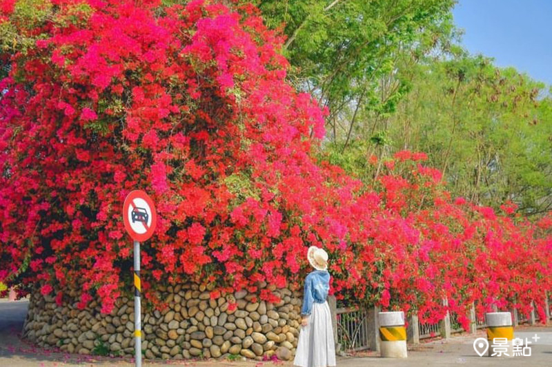 中科東大公園有一面長達約500公尺的九重葛花牆。（圖／an700328，以下同）