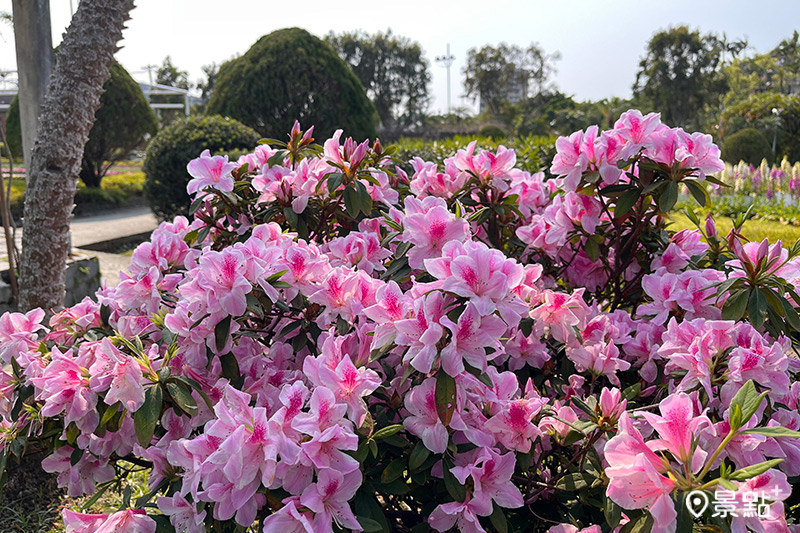 西式庭園兩側還有台北市花杜鵑。