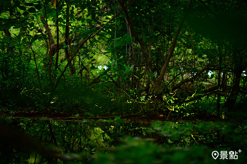 榮星花園公園螢火蟲紛飛美景。