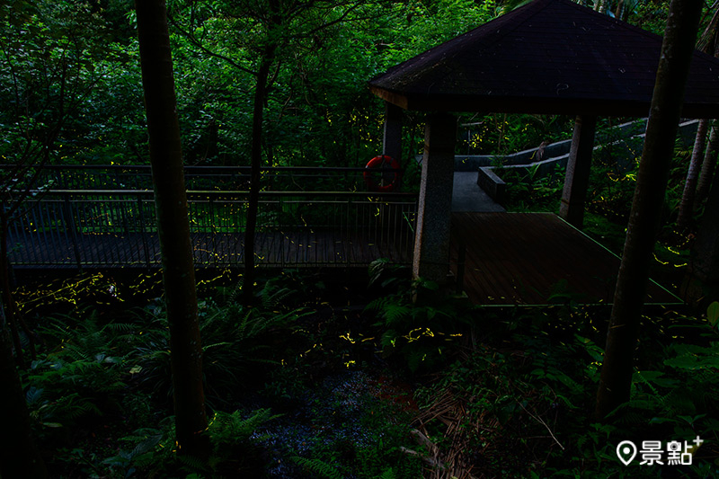 木柵公園螢火蟲的美麗身影