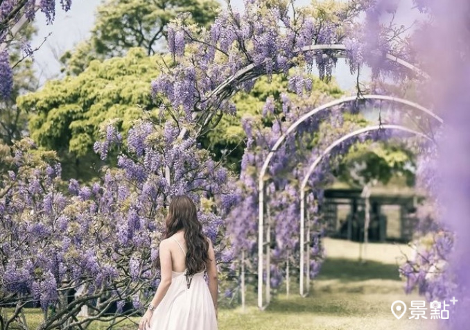 萬坪紫藤花園二號園區紫藤花海登場。(圖 / serena.ycc，以下為)