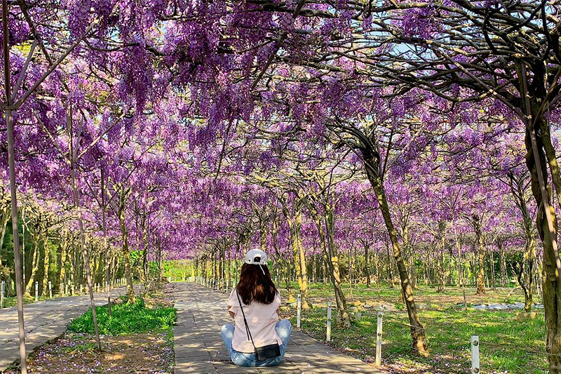 (圖／淡水紫藤花園）