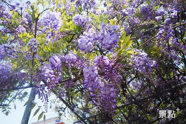 東方寺周邊還有浪漫紫藤花可賞。 (圖／cheriechang1217)