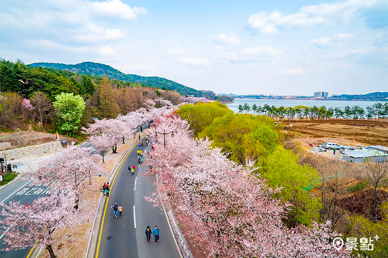 4月韓國正值櫻花季，圖為慶州櫻花馬拉松。(圖／韓國觀光公社）