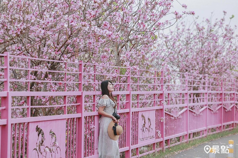 潭雅神鐵馬道入口端羊蹄甲盛開，搭配粉色圍欄，整個畫面充滿浪漫春日氣息。（圖 /dalin209，以下同）