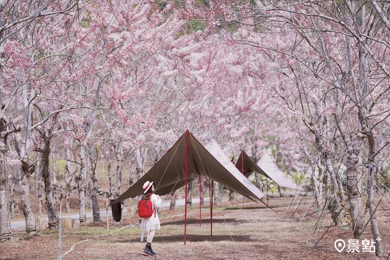 高雄美濃露營區「蝶舞澗休閒農場」花旗木美景。(圖／yuxin_ling)