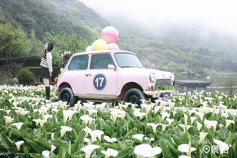 陽明山名陽匍休閒農莊海芋花田新造景。 (圖／miss9290)