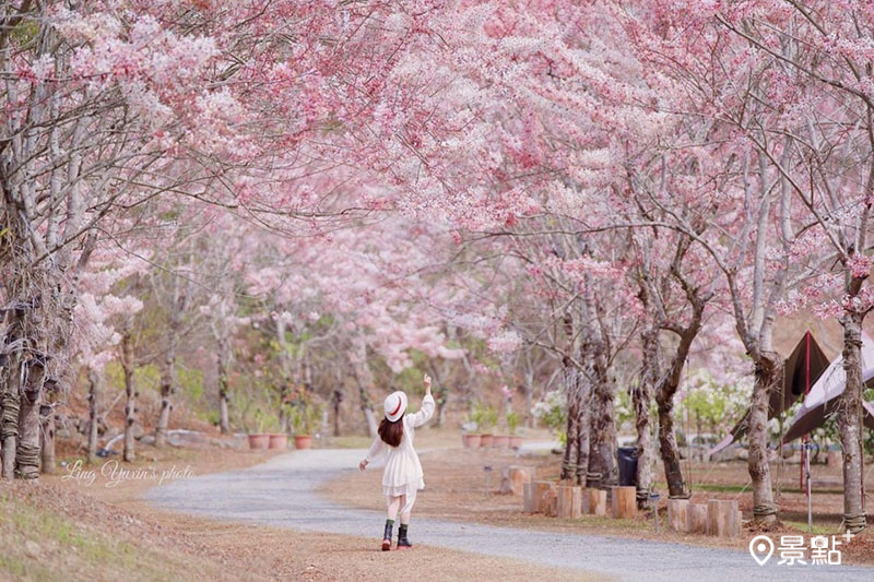  高雄美濃露營區「蝶舞澗休閒農場」花旗木美景。(圖／yuxin_ling)