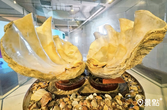 旗津貝殼館館藏最大貝殼「二枚貝」。