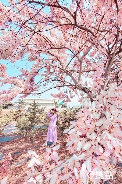 天台山神威道場花旗木。