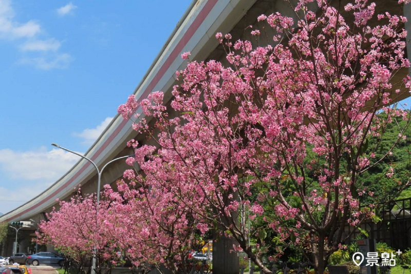 北投街道與公園出現櫻花海與紫色楝樹花海美景。(圖／台北市工務局，以下同）