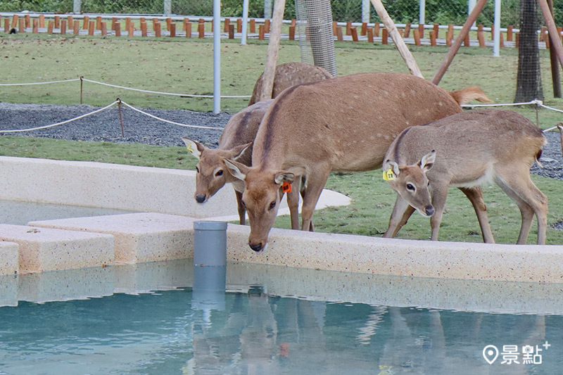 斑比山丘為動物們打造專屬水池，讓遊客們欣賞動物們愜意玩水與喝水的姿態。（圖／斑比山丘，以下同）