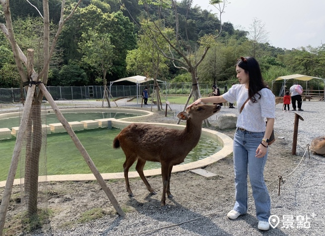 在園區內與小鹿互動，新的水池造景讓鹿兒們有不同的散步場景。。（圖 / 景點+張盈盈）