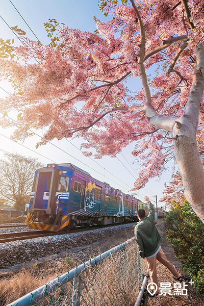 花旗木加上火車經過形成的美景。 (圖／ygt1016)