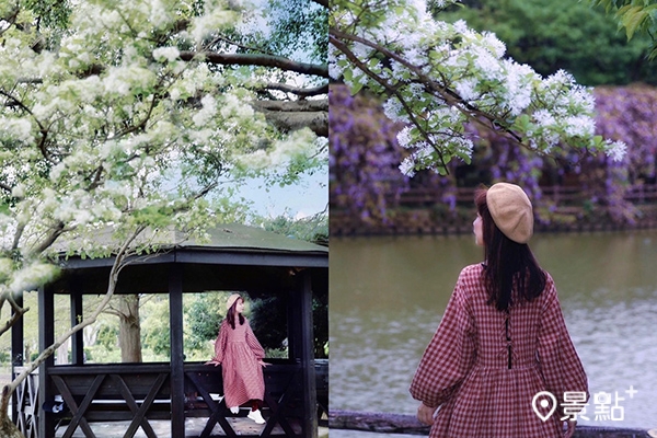 大湖紀念公園的流蘇盛開，同框紫藤花廊超浪漫。 (圖／taiwan.4fun，以下同)