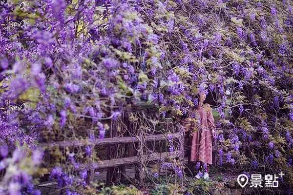 湖邊的紫藤花廊滿開美景。