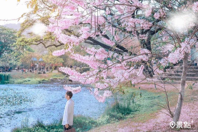 阿公店森林公園內整排花旗木盛開，再現日系櫻花海美景。（圖／bj5940_777，以下同）