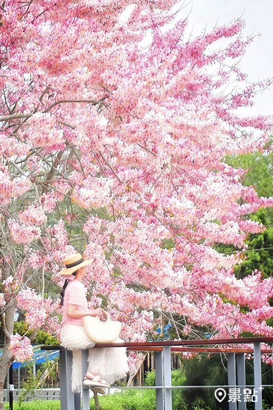 竹崎親水公園花旗木盛開。(圖／ada_00170，下同)