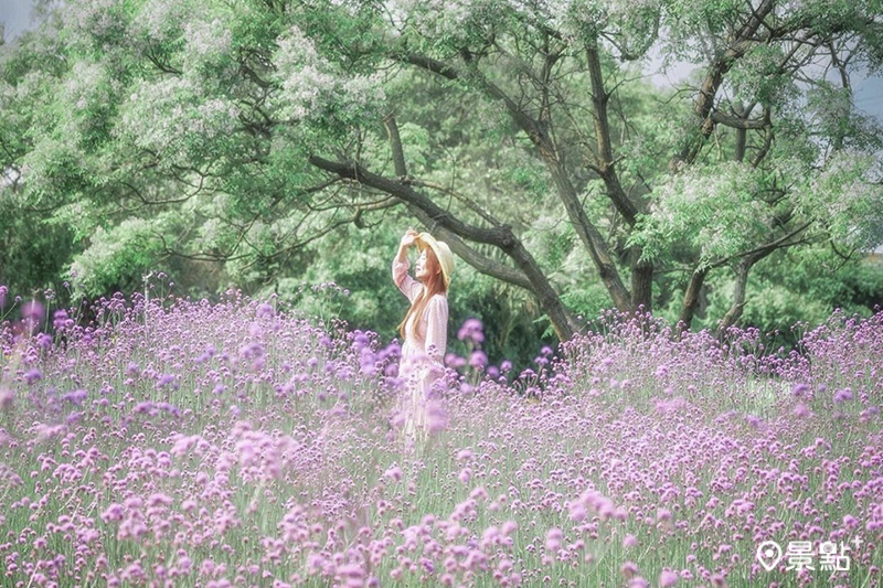 馬鞭草苦楝花海同框！乾燥花農場必拍粉紫色雙花景
