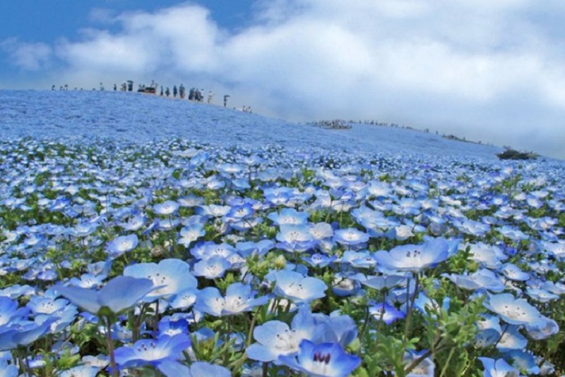 粉蝶花花海的景致令遊客難忘。（圖／國營ひたち海浜公園，以下同）