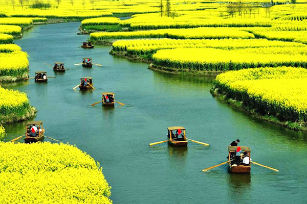 千島油菜花風景區 (圖／興化市)